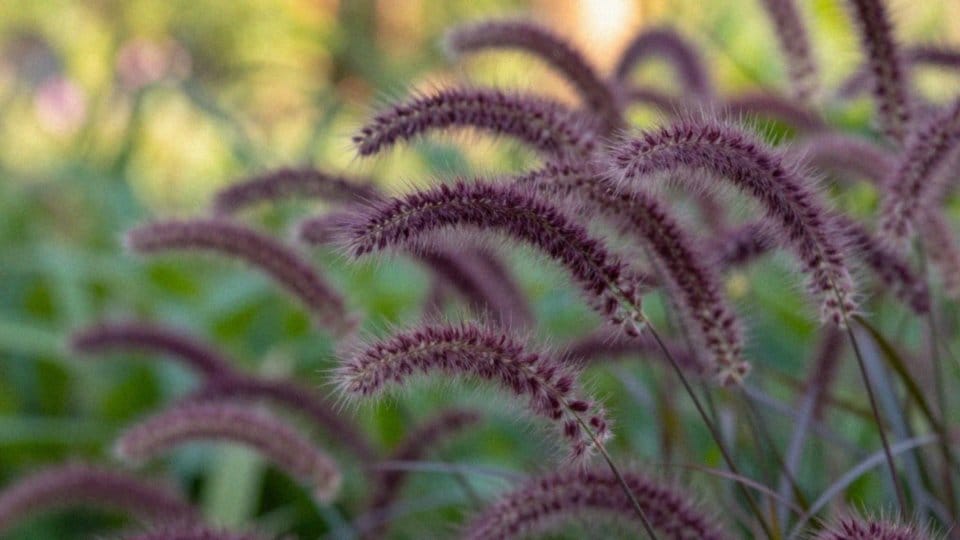 Kiedy i jak kwitnie Moudry Pennisetum?